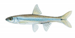 weed shiner (Notropis texanus)